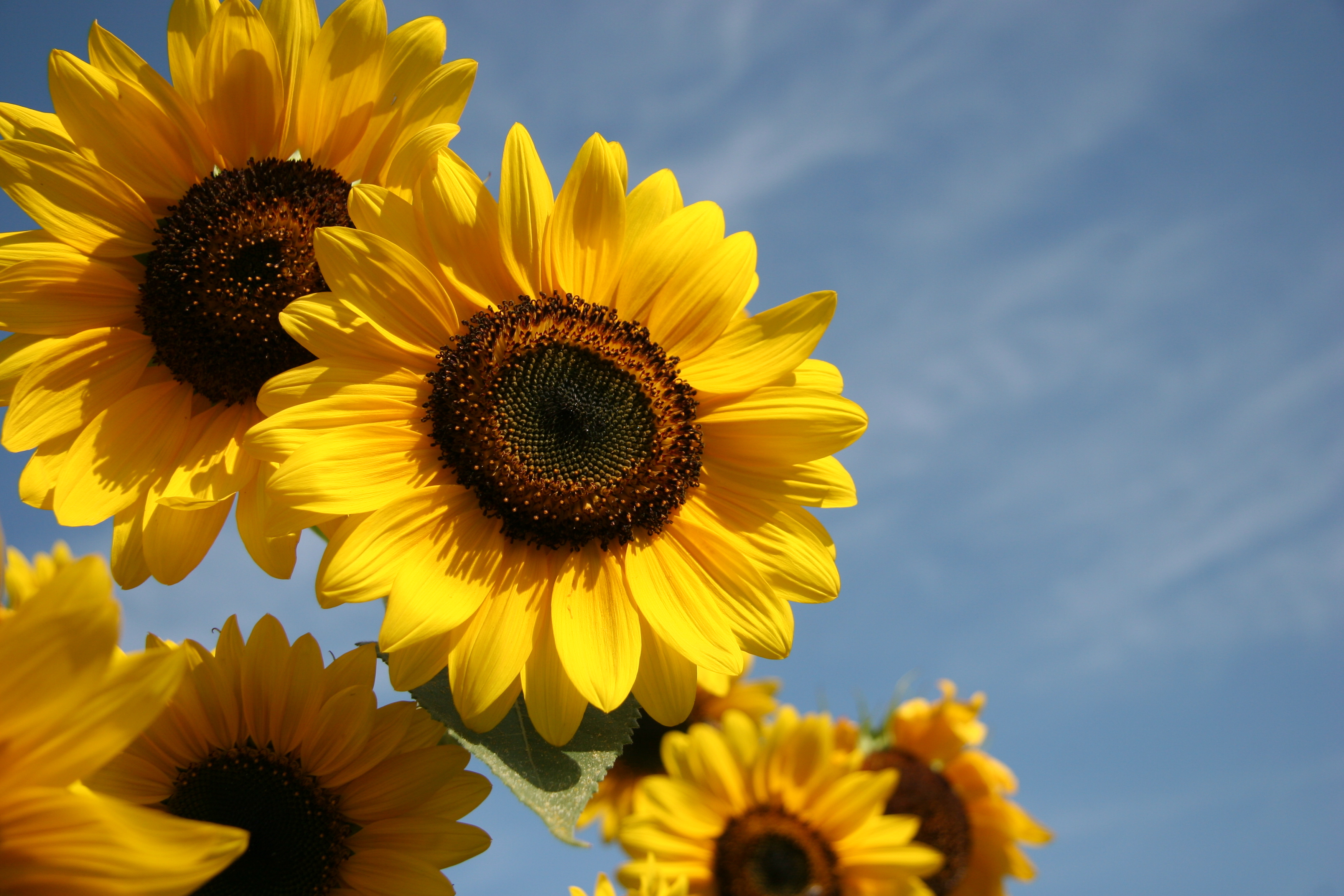 Bloemen